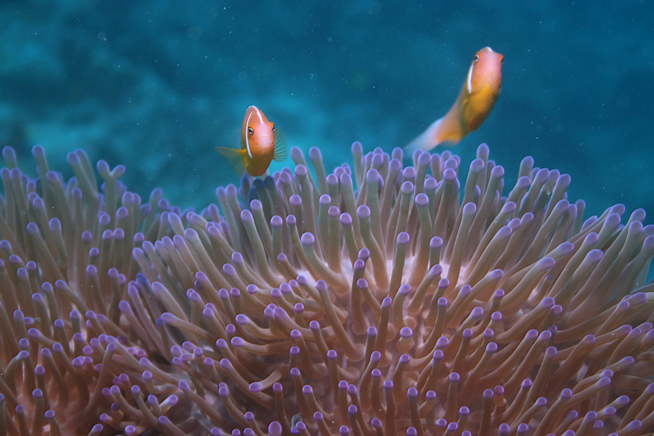 Captain Cook Cruises Fiji Celebrates Marine Month in May 