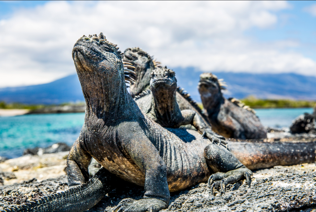 &Beyond expands South America portfolio with its Galapagos Explorer